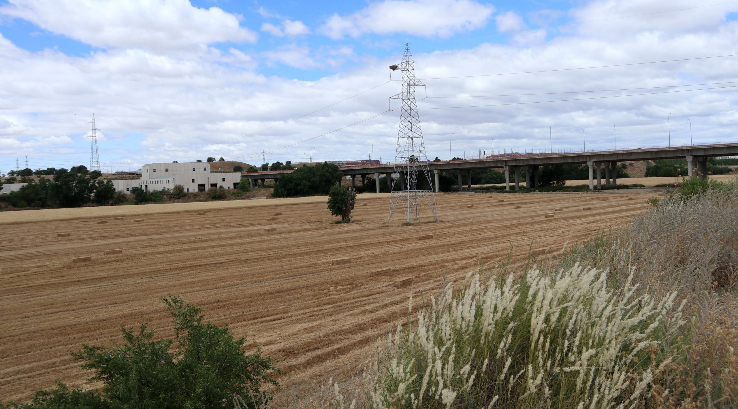 Cuña agrícola en el sureste de Madrid, parque lineal del Manzanares. Junio de 2020. Morán, Nerea.